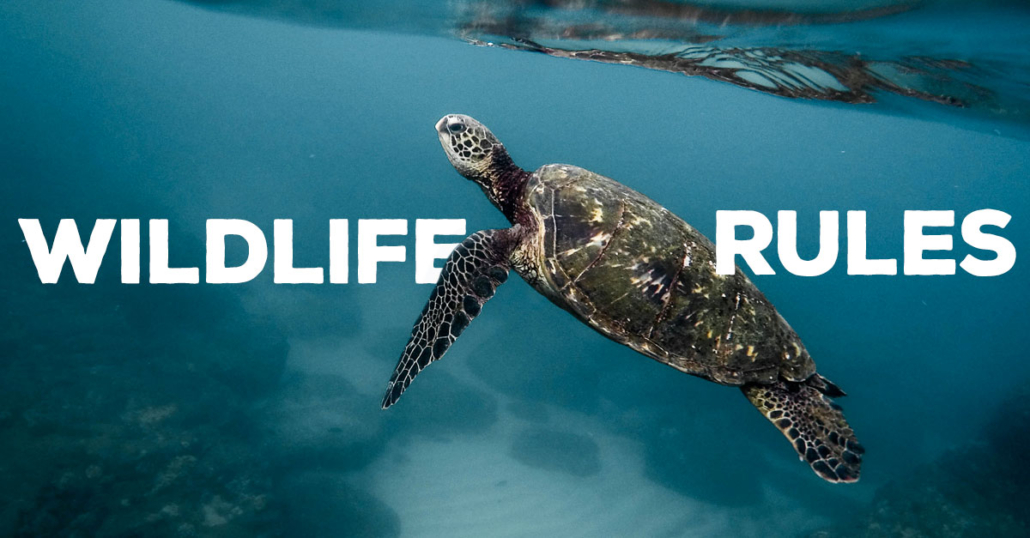 Wildlife Life Rules: The Do’s And Don’ts With Aquatic Creatures