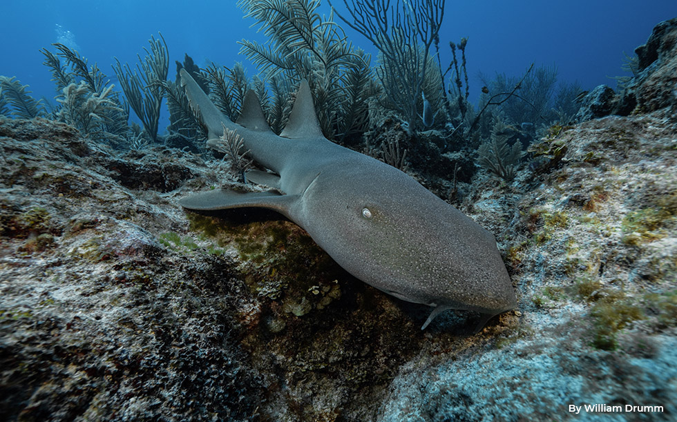 The Surprising Secrets of Shark Sleep - How Sharks Sleep